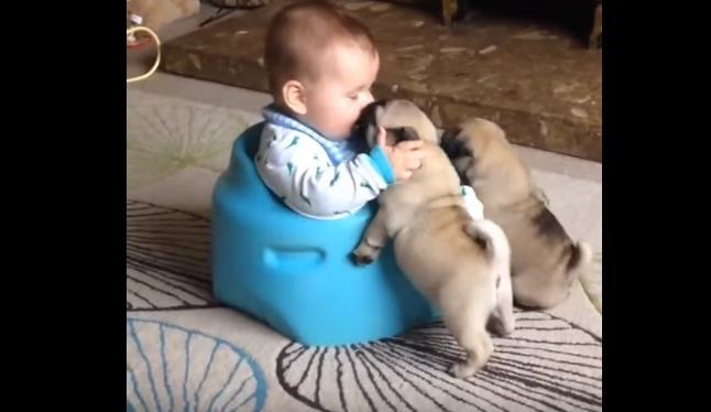 Pug puppies and baby