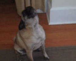 (Video) This Pug Loves His Opera. When You Hear the Sounds He Makes? Impressive!