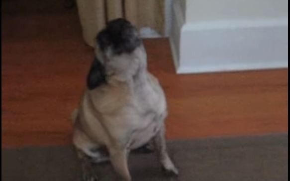 Pug singing opera