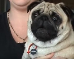 (Video) This Pug Throws a Fit Like Never Before. When the Reason Why is Revealed? ROFL!