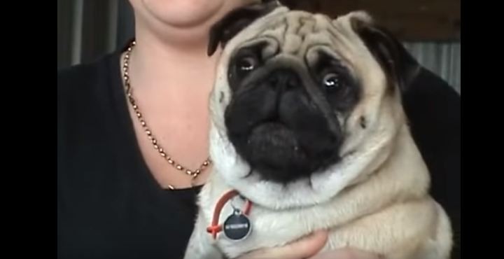 Pug temper cry