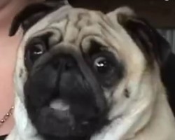(Video) This Pug Hears a Motorbike. How He Responds? I’ve Never Heard a Pug Scream Like This!