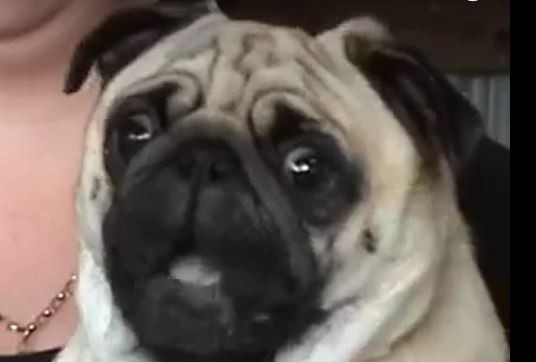 Stunned Pug