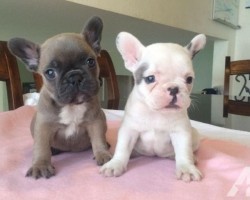 (Video) This Frenchie Puppy Compilation Will Make Any Dog Lover’s Day. They’re So Cute!