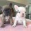 (Video) This Frenchie Puppy Compilation Will Make Any Dog Lover’s Day. They’re So Cute!