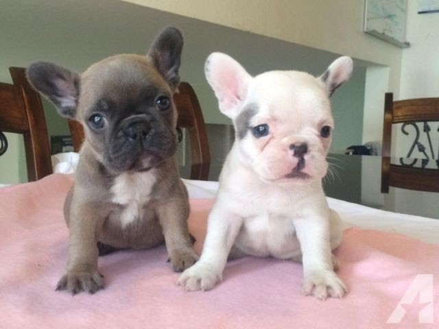 adorable French bulldog puppies