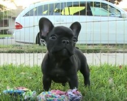 (VIDEO) You’ll Have a Hard Time Not Wanting Another Doggie When You See These Frenchie Puppies Enjoy a Sunny Afternoon…