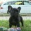 (VIDEO) You’ll Have a Hard Time Not Wanting Another Doggie When You See These Frenchie Puppies Enjoy a Sunny Afternoon…