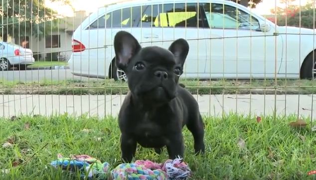 baby Frenchie