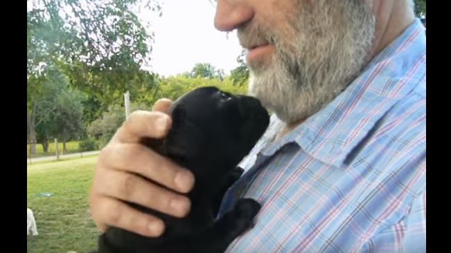 baby pug and daddy