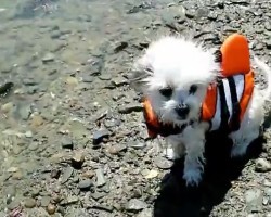 (Video) This Doggie’s First Swimming Experience is Seriously Melt Worthy. Aww!