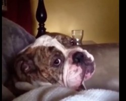 (Video) This English Bulldog Temper Tantrum Compilation Will Make Anyone ROFL. Don’t Believe Me? Watch THIS: