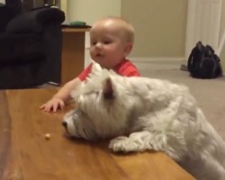 (Video) Baby and Dog Duel for the Very Last Piece of Chicken. Who Will Reign Victorious?!