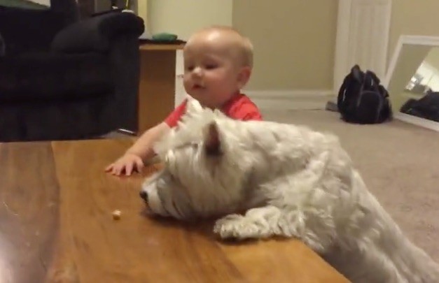 dog and baby vs chicken