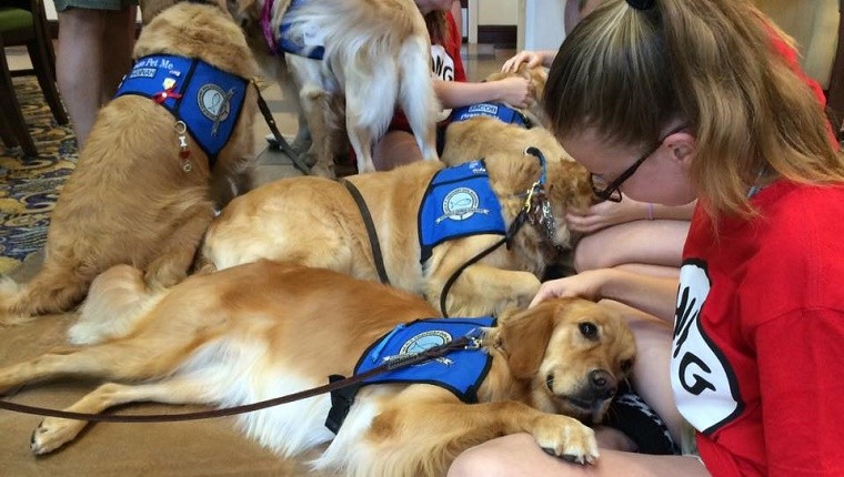 comfort dogs orlando shooting