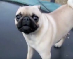 (Video) This Psycho Pug on a Trampoline Has Us Dying of Laughter. So. Much. Energy!! LOL!