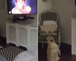 (Video) This Frenchie Can’t Stop Moving and Grooving to the Music!