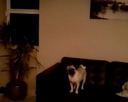 (Video) Listen Up! This Pug Has Something to Announce and How He Does it Is Hysterical!
