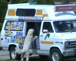 (Video) This Doggie Just Wants Some Ice Cream. Now Watch What Happens When the Ice Cream Truck Drives by His House…
