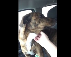 (Video) Every Day When a Little Boy is Dropped Off for School This Doggie Cries…