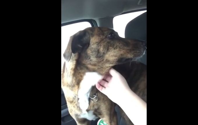 dog sad after dropping boy off