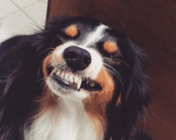 7 Dogs Who Love Saying “Cheeeese!”
