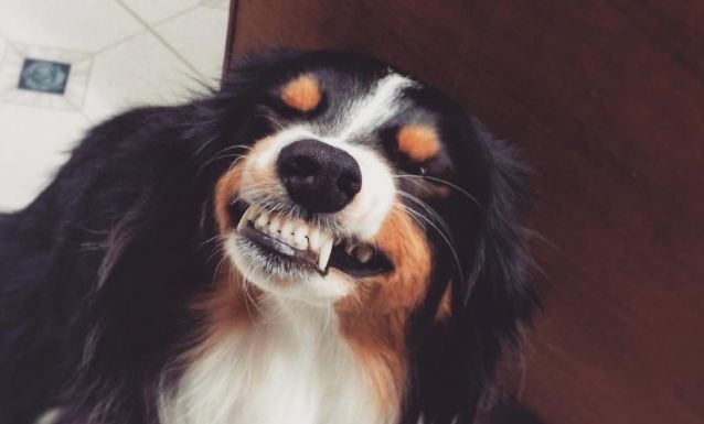 doggie smiling saying cheese