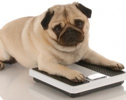 5 Vital Warning Signs a Doggie is Obese and Needs Help