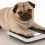 5 Vital Warning Signs a Doggie is Obese and Needs Help