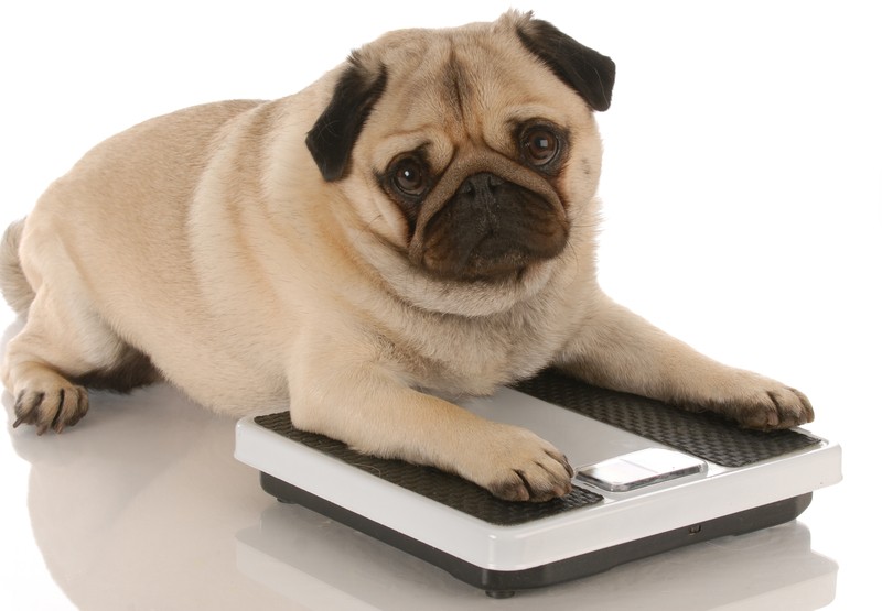 obese pug