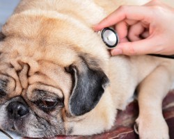 What to Do if a Lump or Bump is Found on a Dog