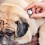 5 Poisonous Items Hiding in a Pet Parent’s Purse or Backpack