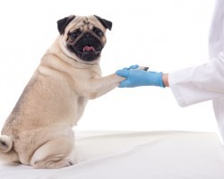 Why a Dog’s Allergies Are Getting Worse and How to Prevent That From Happening