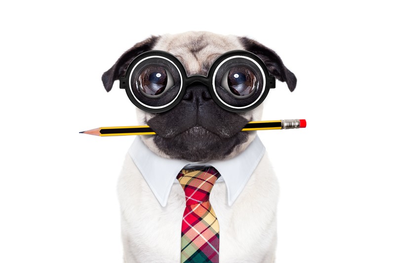 smart pug