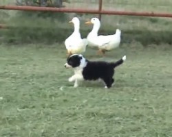 (Video) Border Collie Puppies and Their First Time Interacting With Ducks Is SO Cute!