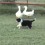 (Video) Border Collie Puppies and Their First Time Interacting With Ducks Is SO Cute!