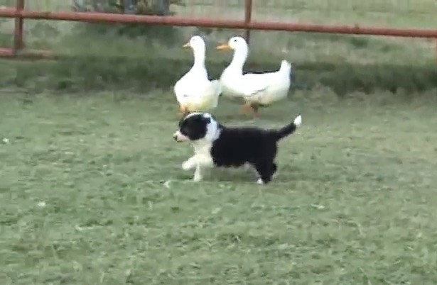 duck dog