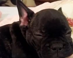 (Video) Warning: This French Bulldog Puppies Compilation Makes Doggie Lovers Want Another Doggie. They’re That Cute!