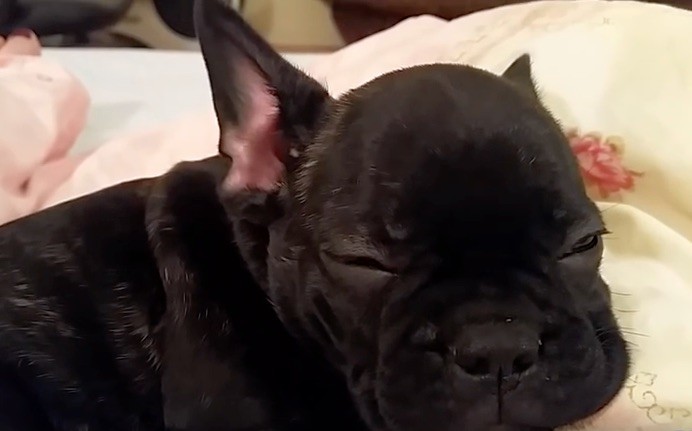 frenchie sleeps