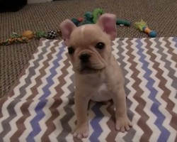 (Video) How Many Tricks This 13-Week-Old Puppy Knows is Amazing! Plus, This Frenchie’s Cute Factor is Off the Charts!