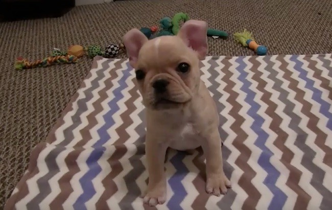 frenchie tricks