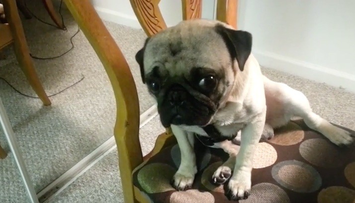 guilty pug wants pizza