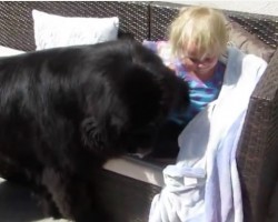 (Video) When a Toddler Invites Her Doggie Friend to Play a Game of Hide and Seek, He Happily Accepts!