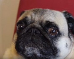 (VIDEO) Wait Until You Hear This Pug Howl. I’ve Never Heard a Howl Quite Like This Before! Wow!