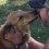 (Video) After Surviving 10 Days in the Woods Alone, This Dog Was Ecstatic to See Her Family