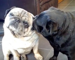 (Video) This Pug Lick Fest is Hilarious! Just Wait Until 0:44 – Too Funny!