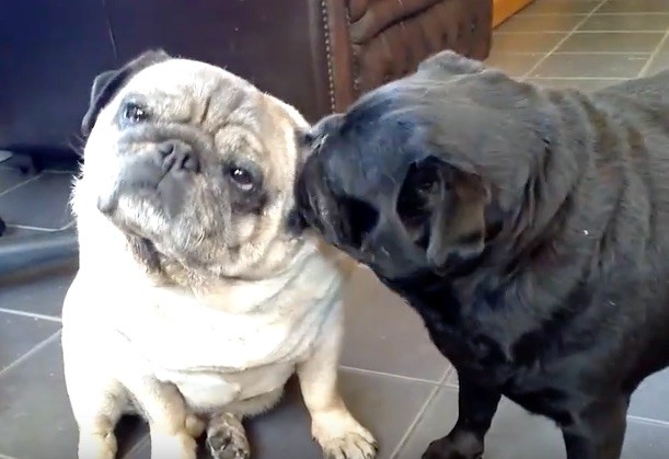 Pug kiss fest