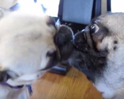 (Video) Watch Two Pugs Twirl on the Dance Floor… and Love Every Moment!