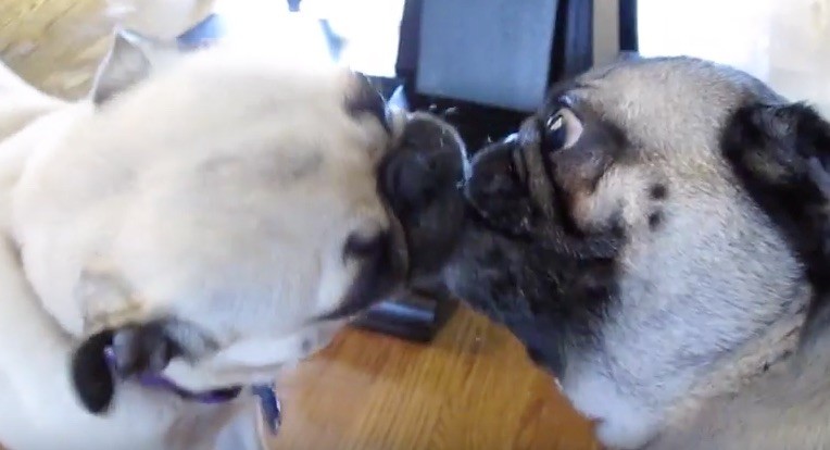 kissing pugs