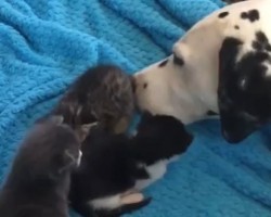 (Video) Dalmation Doggie Preciously Watches Over His Little Charges… Kittens!